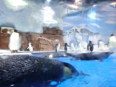 -海合安成都极地海洋公园