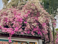 -深圳国际园林花卉博览园