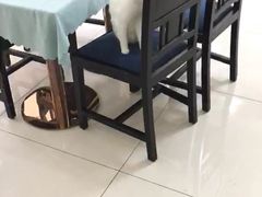 -鼓捣猫呢主题猫咖店