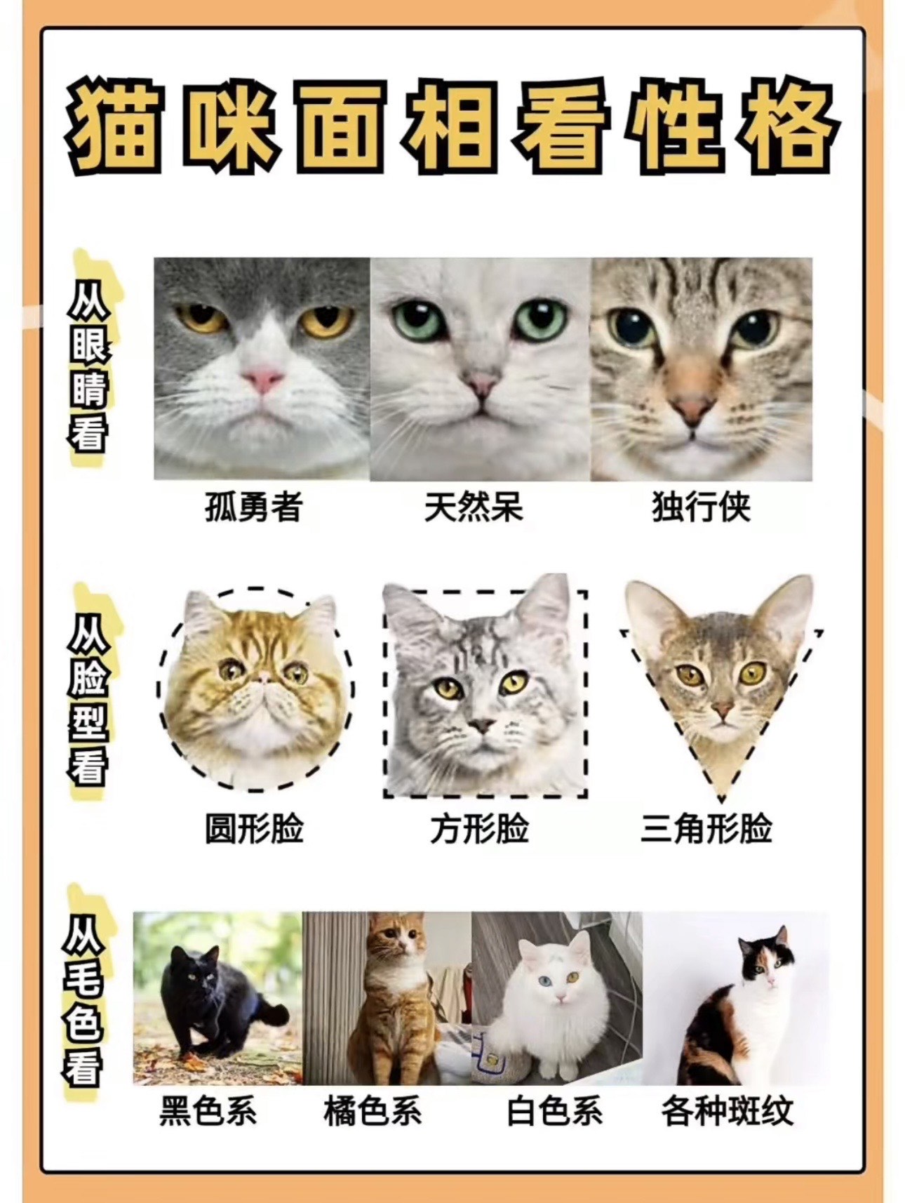 长得像猫的女生面相图片