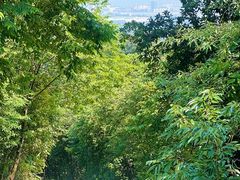 -佛山市三水区大南山森林公园
