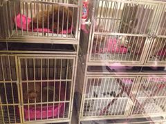 樱桃家的宠物店-樱桃家的宠物店(君安花园店)