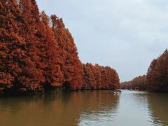 -上海海湾国家森林公园