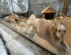 -Zoolung Zoolung动物主题公园(海信广场店)