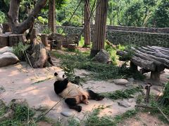 -都江堰中华大熊猫苑