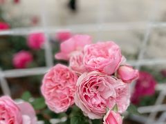 -深圳国际园林花卉博览园