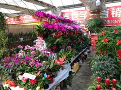 -秦美花卉(天朗·莱茵小城2期店)