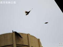 房顶的孔雀-杭州千岛湖开元度假村