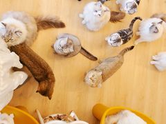 -有喵·猫咖·狗咖·40+猫狗有小奶狗(岗厦店)