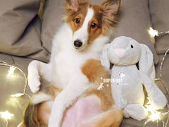 -超宠爱宠物摄影-Super pet
