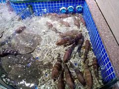 -青蓬蒸汽海鲜·深圳老字号·团建聚会(壹方城店)