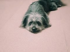 -御宝贝24h宠物医院·转诊中心·CT核磁血透中心(厦门总院)