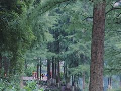 -重庆彩云湖湿地公园
