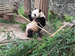 -都江堰中华大熊猫苑