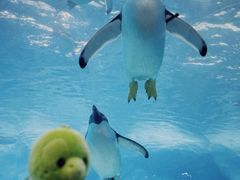-珠海长隆海洋王国