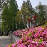 春日最值得打卡地：紫藤挂云木，香风留美人。