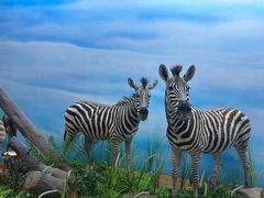 -西霞口神雕山野生动物世界