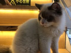 -喵喵咪呀布偶猫咖(春熙路店)