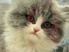 -瑞派康怡24h宠物医院·犬猫医疗中心·微创绝育(瑞景分院)