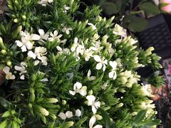 -怡花宜木鲜花店(朝阳路店)