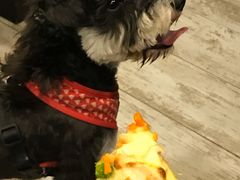 -百好乐宠物友好餐厅(朝外大街店)