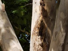 -嵩祝寺及智珠寺