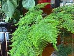 -七彩云南茶(七彩云南第壹城店)