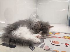 -1013 PET SHOP精品宠物商店(丁香店)