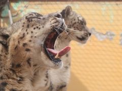 -青藏高原野生动物园