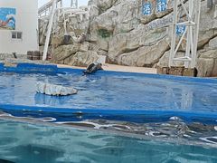 -芜湖新华联大白鲸海洋公园