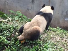 -中国大熊猫保护研究中心雅安碧峰峡基地