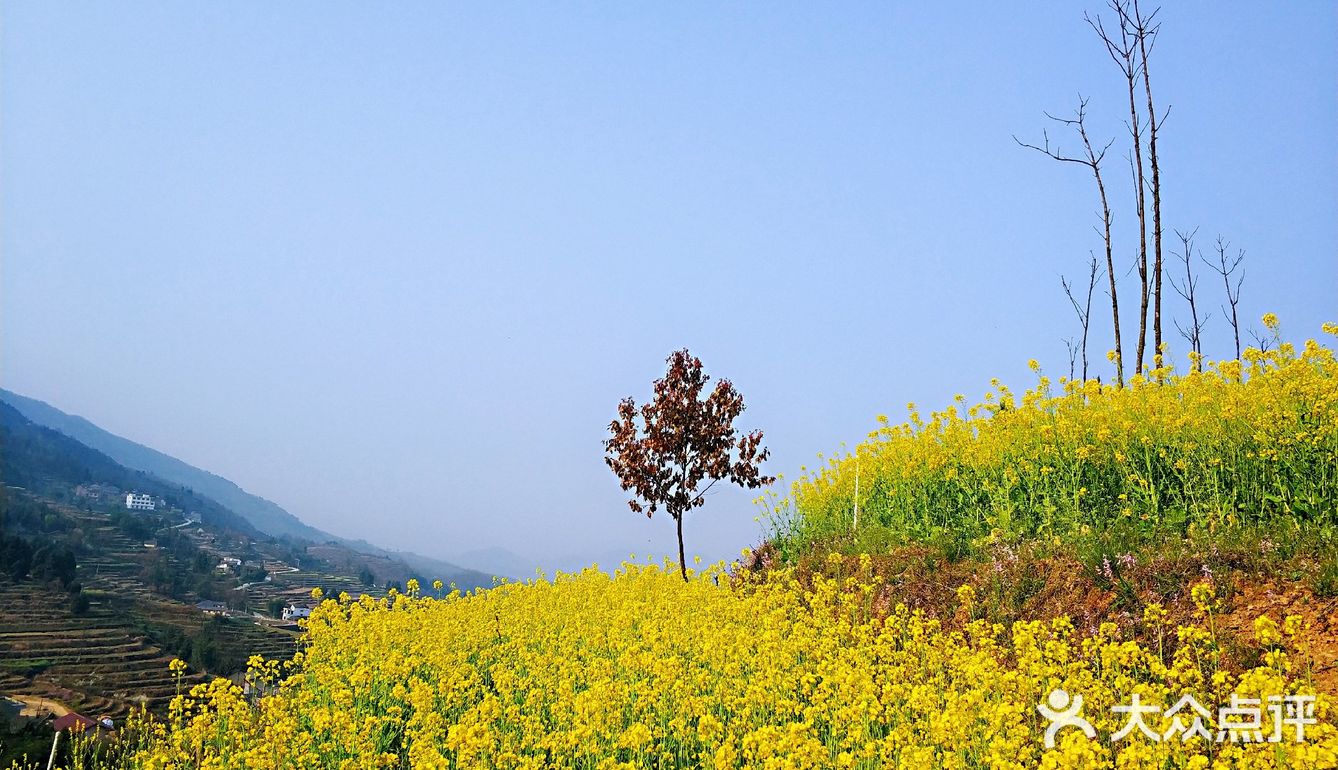 春光明媚正是踏青賞春好時世界趁著油菜花開約上幾個