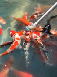 -萌宠亲子动物乐园(槐房万达店)