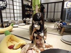 -逗柴咖啡屋·狗咖猫咖宠物桌游