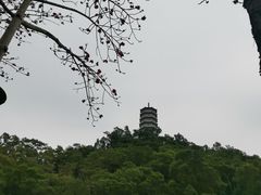 -深圳国际园林花卉博览园