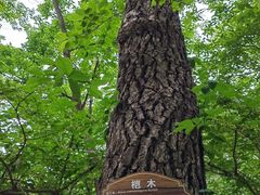 -金龙寺国家森林公园