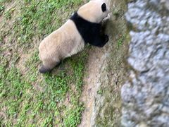 -都江堰中华大熊猫苑
