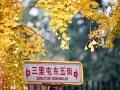 -三里屯东五街银杏大道