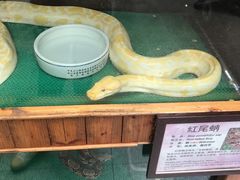 -上海大自然野生昆虫馆(东方明珠·爬宠昆虫探索中心)