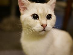 -猫色咖啡·猫咖