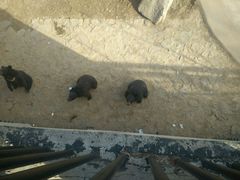 -石家庄市动物园