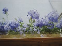 -塔拉苏咖啡(中信丹阳花园店)