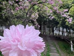 -金海湾滨江公园