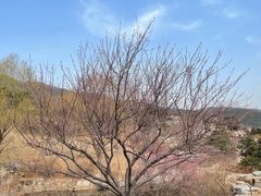 -北京西山国家森林公园