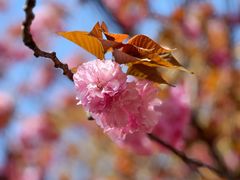 -高东镇樱花园