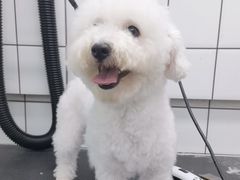 -唐小姐の猫狗洗护·购宠旗舰店(周浦万达店)
