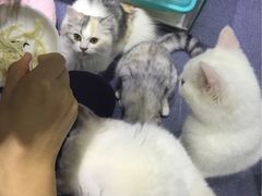 -喵的天空名猫咖啡馆·撸猫·猫舍·用品