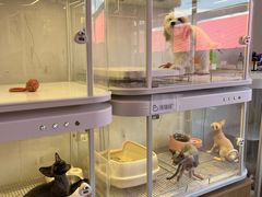 -翊宠yipet猫狗购宠庄园犬舍•猫舍