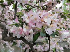 -海棠花溪(元大都城垣遗址公园)