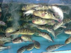 -新河畔海鲜酒楼(虎门店)